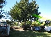 Kwikfynd Tree Management Services
baldivis