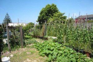 Landscaping Vegetable Gardens